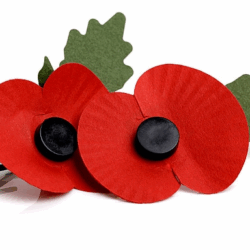 Poppies on white background