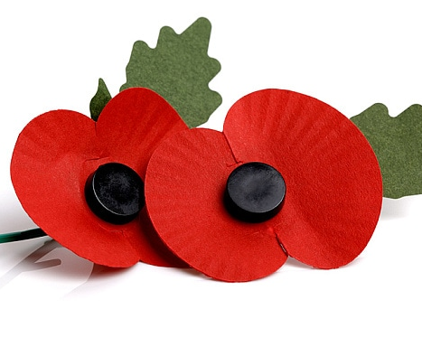 Poppies on white background